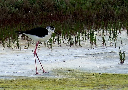 Himantopus himantopus-31