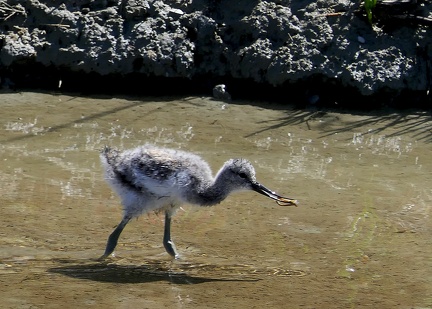 Recurvirostra avosetta-6