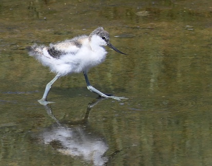 Recurvirostra avosetta-52
