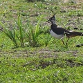 Vanellus vanellus