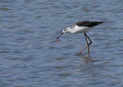 Himantopus himantopus-2