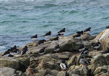 Haematopus ostralegus-3