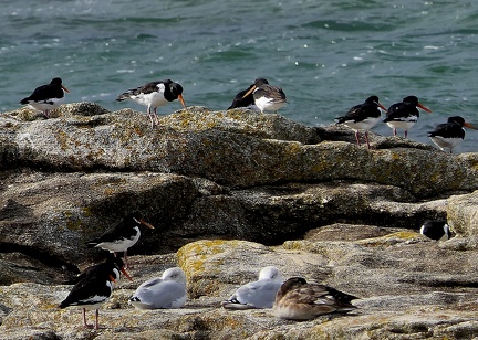 Haematopus ostralegus-2