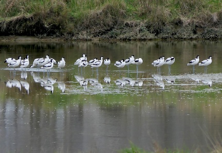 Recurvirostra avosetta-8