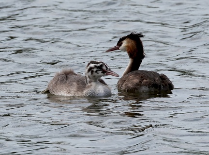 Podiceps cristatus-6