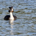 Podiceps cristatus-32