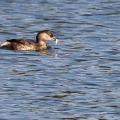 Tachybaptus ruficollis-3