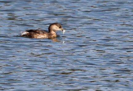 Tachybaptus ruficollis-3