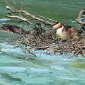 Podiceps cristatus-97