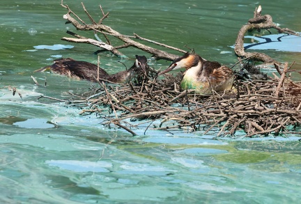 Podiceps cristatus-97