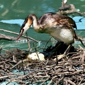 Podiceps cristatus-98