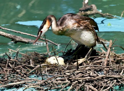 Podiceps cristatus-98