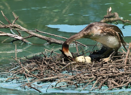 Podiceps cristatus-99