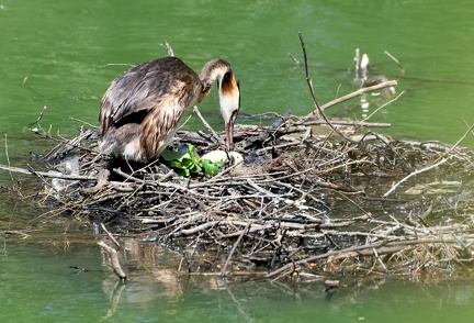 Podiceps cristatus-991