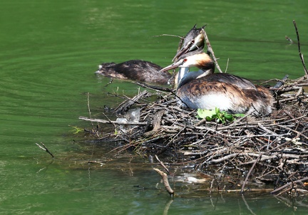 Podiceps cristatus-992