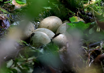 Podiceps cristatus-7