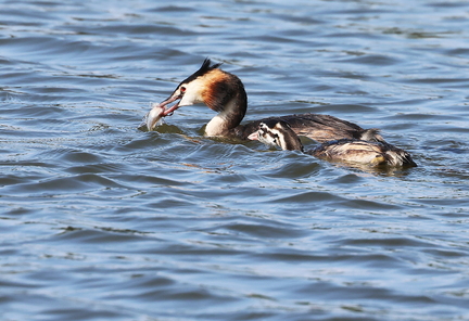 Podiceps cristatus-890