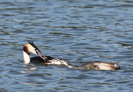 Podiceps cristatus-891