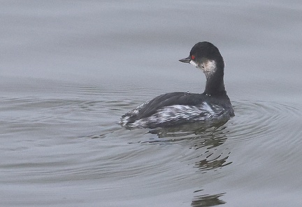 Podiceps nigricollis-5