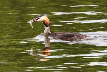 Podiceps cristatus-72