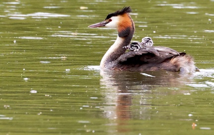 Podiceps cristatus-4