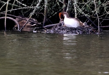 Podiceps cristatus-71