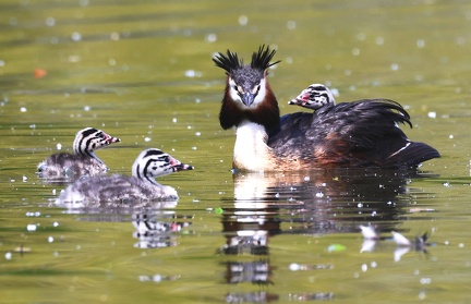 Podiceps cristatus-83