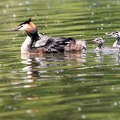 Podiceps cristatus-84