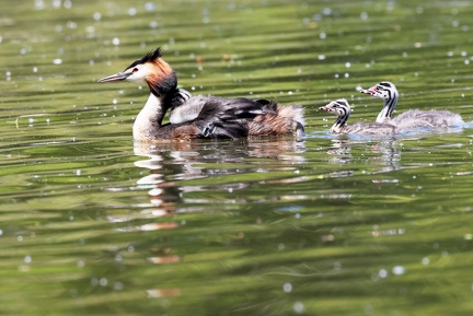 Podiceps cristatus-84