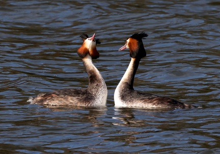 Podiceps cristatus-03