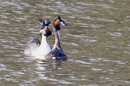 Podiceps cristatus-90