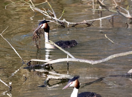 Podiceps cristatus-91