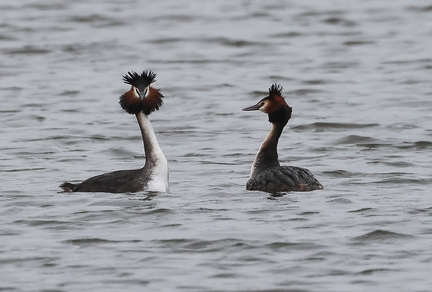 Podiceps cristatus-07