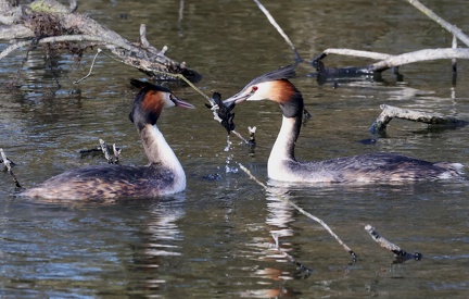 Podiceps cristatus-92