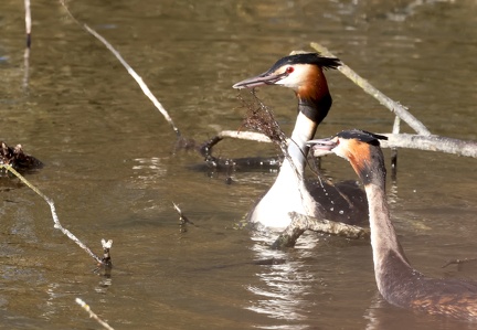 Podiceps cristatus-94