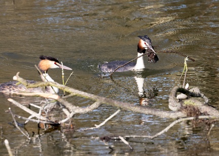 Podiceps cristatus-95