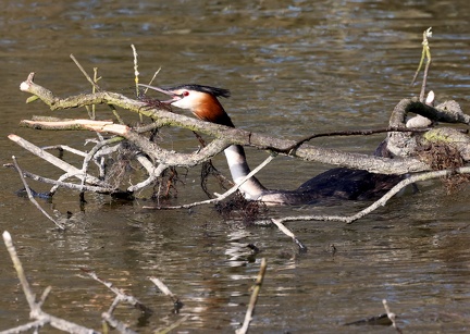 Podiceps cristatus-96