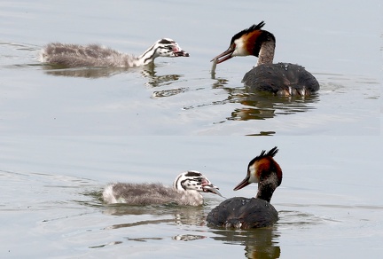 Podiceps cristatus-85