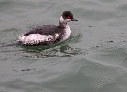 Podiceps nigricollis-52