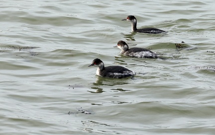 Podiceps nigricollis-6