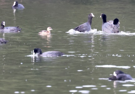 Tachybaptus ruficollis-2