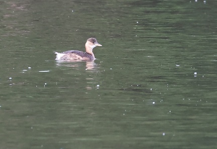 Tachybaptus ruficollis-1