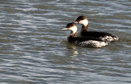 Podiceps nigricollis-7