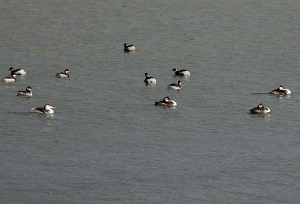 Podiceps nigricollis-71