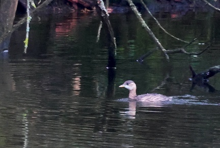 Tachybaptus ruficollis-4