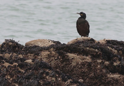 Phalacrocorax aristotelis-02