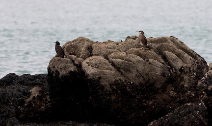 Phalacrocorax aristotelis-03
