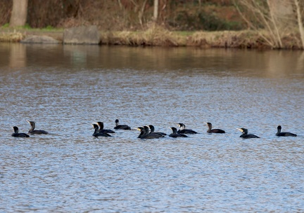Phalacrocorax carbo-921