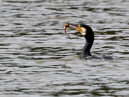 Phalacrocorax carbo-7