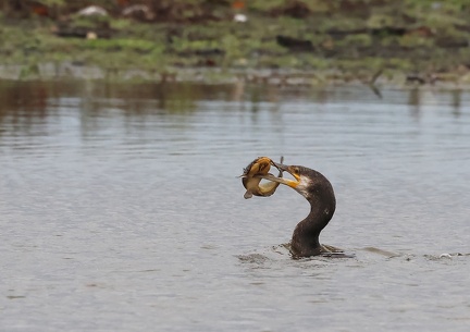 Phalacrocorax carbo-s06